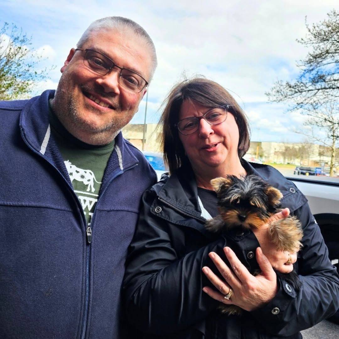 Yorkshire Terrier Puppy